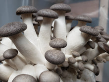 Load image into Gallery viewer, Fungified Farm Winter Mushroom Share 2026