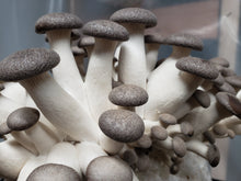 Load image into Gallery viewer, Pennypack Farm Summer 2026 CSA Mushroom Share