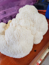 Load image into Gallery viewer, Lion's Mane Mushroom (Local Pick Up Only)