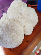 Load image into Gallery viewer, Lion's Mane Mushroom (Local Pick Up Only)