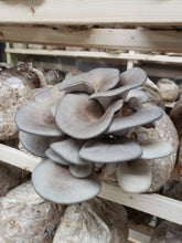 Load image into Gallery viewer, King Blue (Grey Oyster) Mushrooms