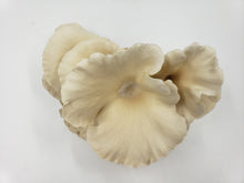 Load image into Gallery viewer, Native PA White Oysters-Farm Oyster Mushrooms