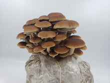 Load image into Gallery viewer, Pioppino Mushroom
