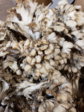 Load image into Gallery viewer, Maitake Mushroom