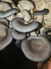 Load image into Gallery viewer, Beautiful King Blue Oyster Mushrooms