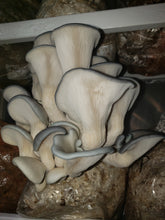 Load image into Gallery viewer, Beautiful King Blue Osyster Table Top Farm - Grow Kit