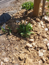 Load image into Gallery viewer, Mushroom Soil Bags for you Garden