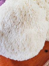 Load image into Gallery viewer, Lion's Mane Mushroom (Local Pick Up Only)