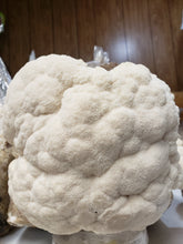 Load image into Gallery viewer, Pennypack Farm Summer 2024 CSA Mushroom Share
