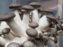 Load image into Gallery viewer, Fungified Farm Winter Mushroom Share 2024
