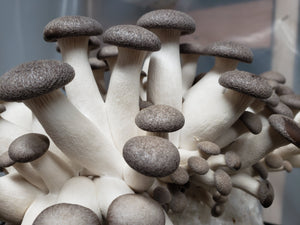 Fungified Farm Winter Mushroom Share 2024