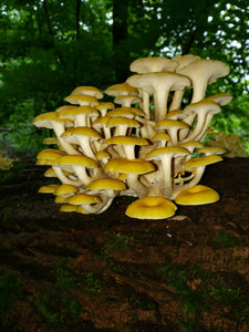 Introduction to Mushroom Foraging in PA -Living Hope Farm 3-5pm on April 6th