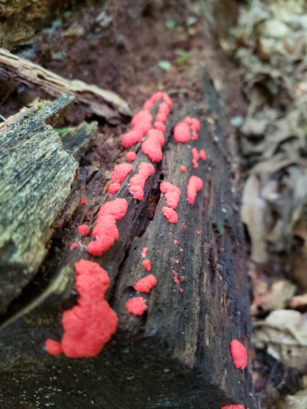 More Mushroom Foraging in PA -Perkiomen Valley Brewery 6:30-8:30pm on March 22nd