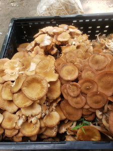 Introduction to Mushroom Foraging in PA -Pennypack Farm 6-8pm on May 28th