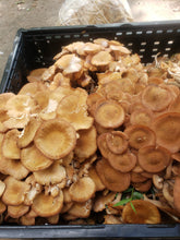 Load image into Gallery viewer, Introduction to Mushroom Foraging in PA -Perkiomen Valley Brewery 6:30-8:30pm on March 1st
