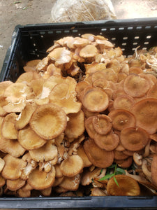 Introduction to Mushroom Foraging in PA -Perkiomen Valley Brewery 6:30-8:30pm on March 1st