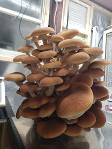 Fungified Farm Winter Mushroom Share 24-25