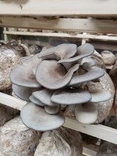 Load image into Gallery viewer, King Blue (Grey Oyster) Mushrooms
