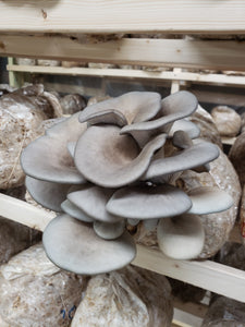 King Blue (Grey Oyster) Mushrooms