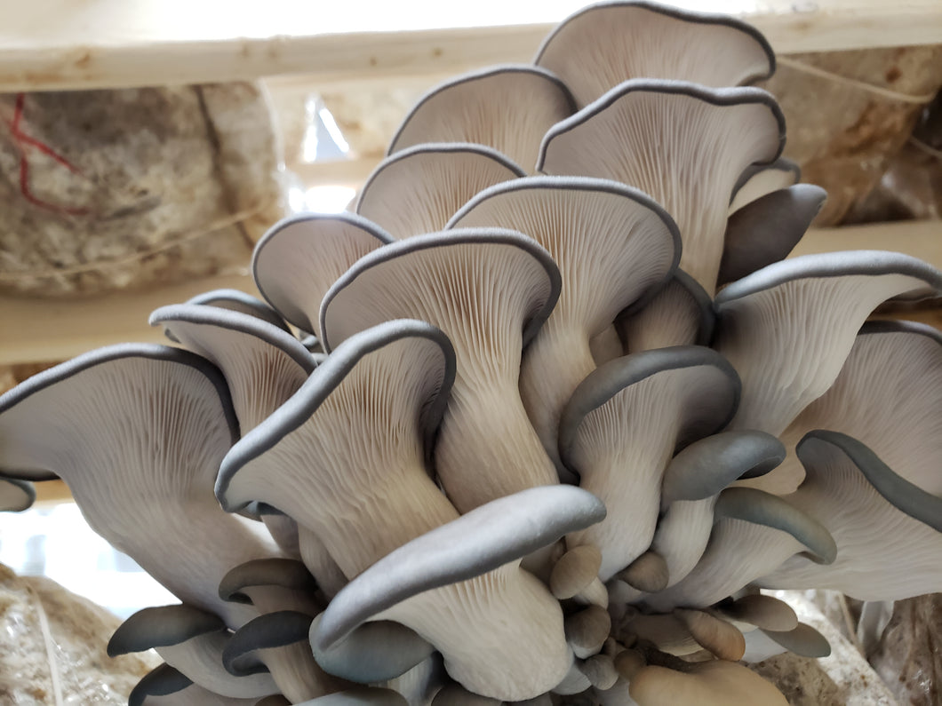 King Blue (Grey Oyster) Mushrooms