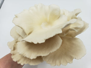 Native PA White Oysters-Farm Oyster Mushrooms