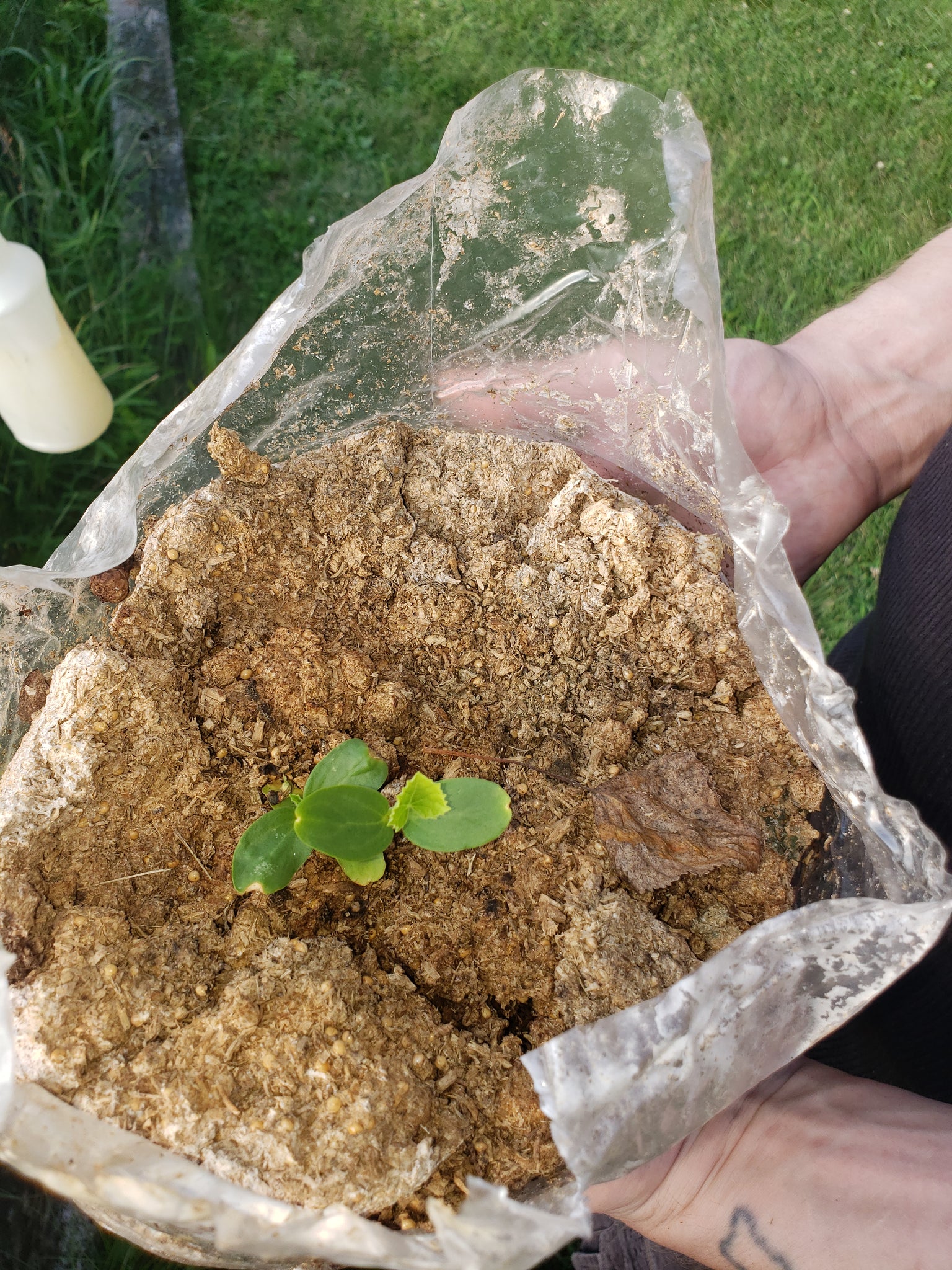 mushroom compost for potted plants Mushroom Soil Bags for you Garden – Fungified Farm