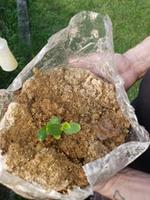 Load image into Gallery viewer, Mushroom Soil Bags for you Garden
