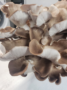 Italian Oyster Mushrooms