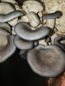 Beautiful King Blue Oyster Mushrooms