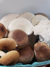 Load image into Gallery viewer, Mixed Mushrooms-  Oyster Mushrooms and Exotic Mushrooms
