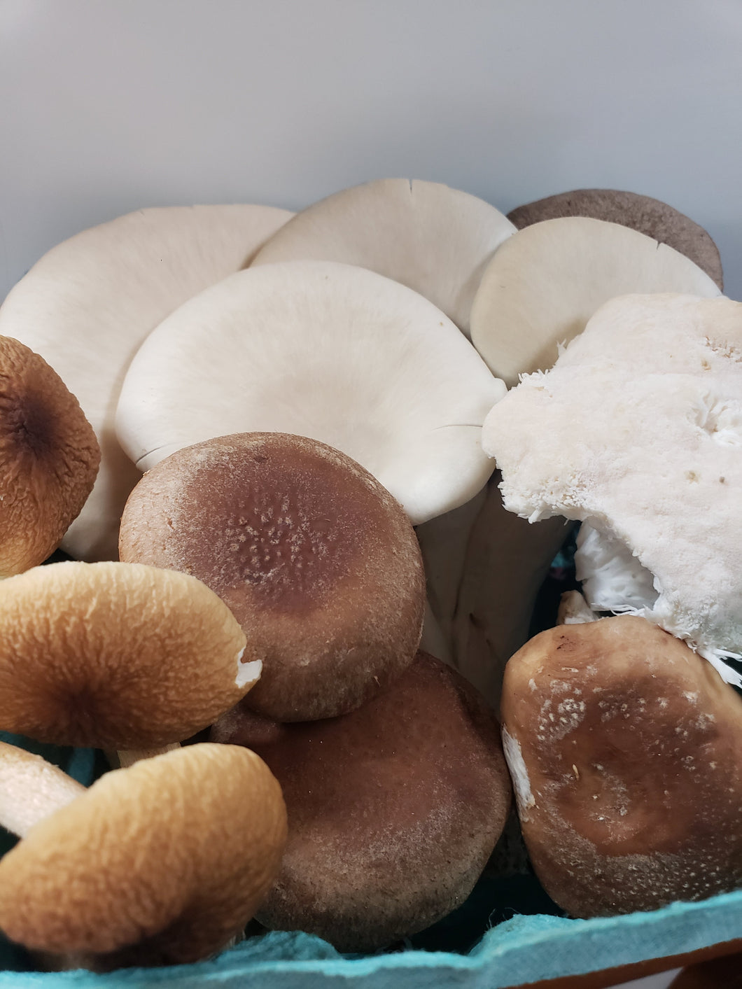 Mixed Mushrooms-  Oyster Mushrooms and Exotic Mushrooms