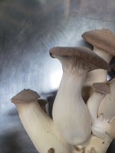 Load image into Gallery viewer, Mushroom Liquid Cultures
