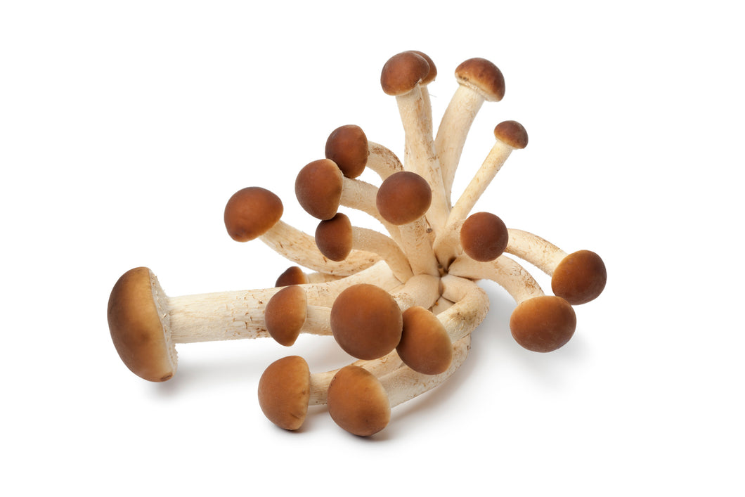 Pioppino Mushroom